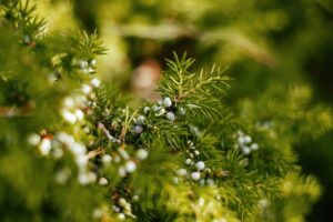 Cuidados del Juniperus