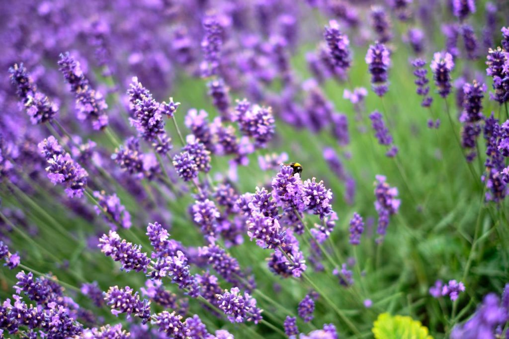 Lavanda