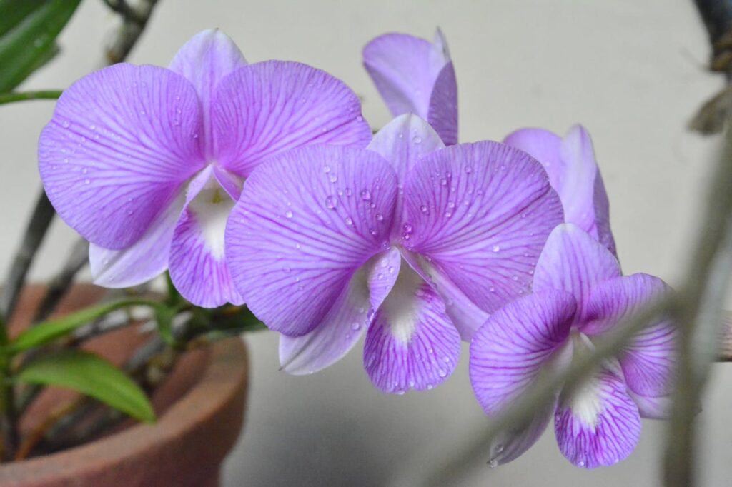 ¿Cómo cultivar orquídeas en casa? 