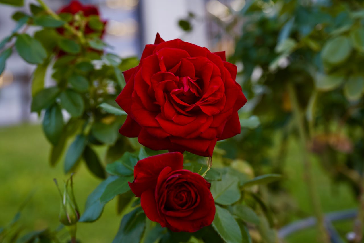 Cuidados de las rosas