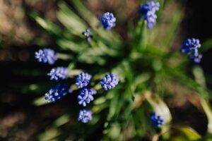 Cuidados del Liriope Muscari
