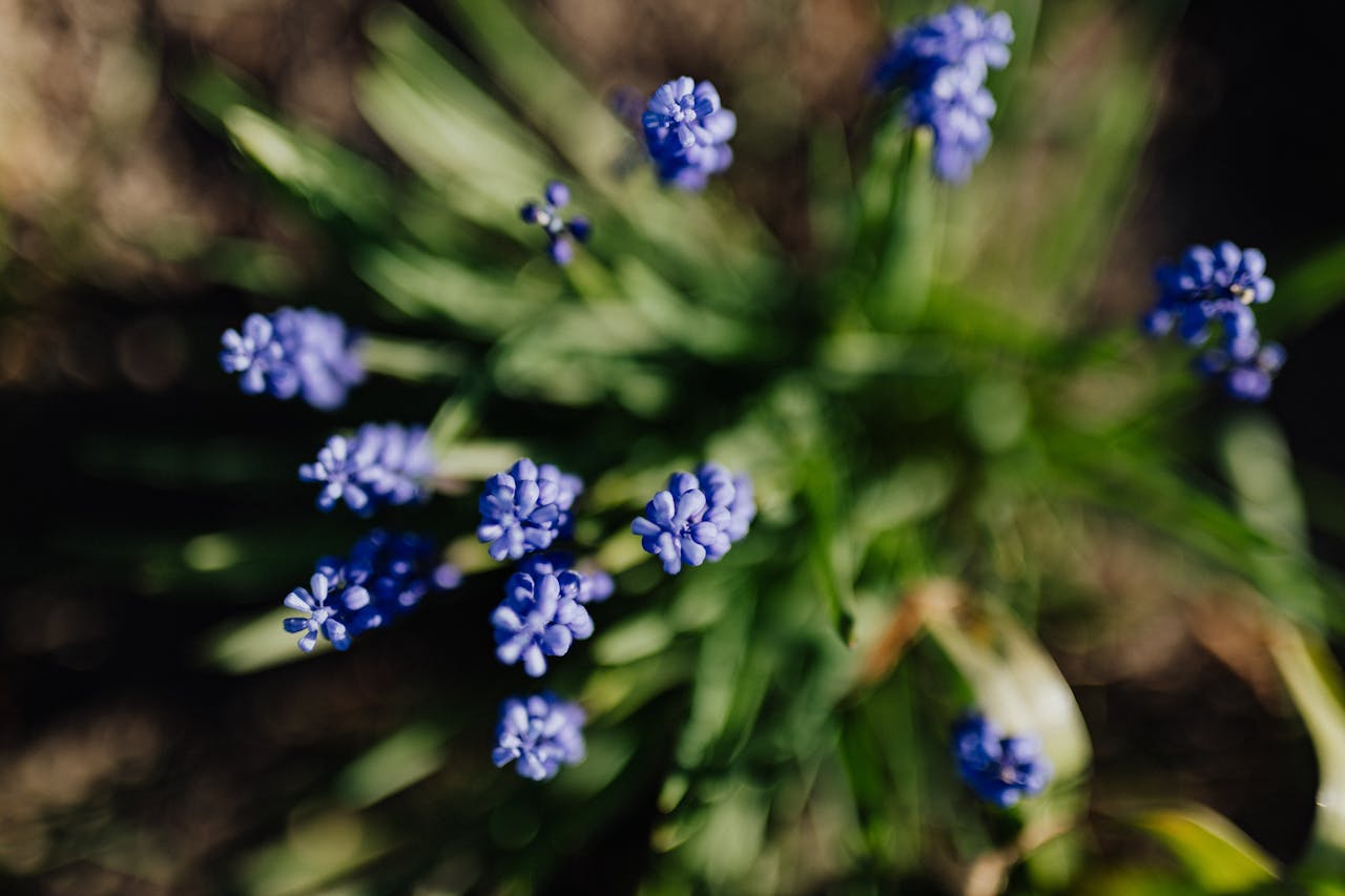 Cuidados del Liriope Muscari