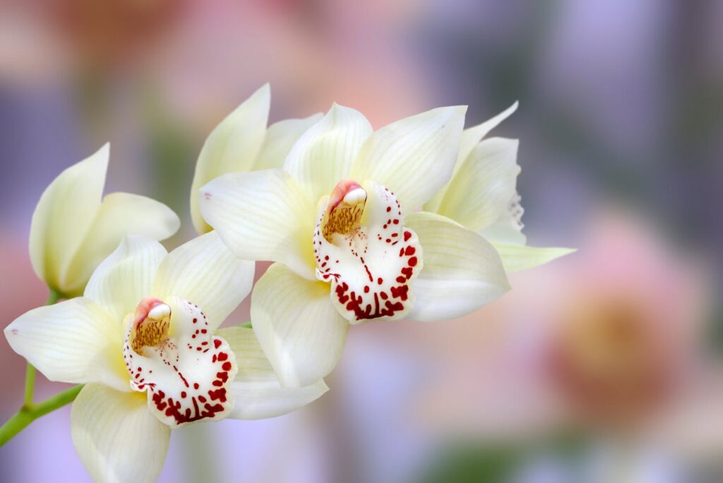 ¿Cómo hacer florecer la orquídea todos los años?