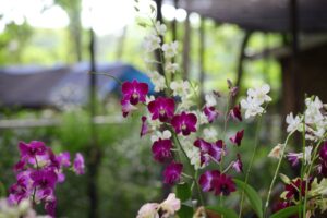 ¿Cómo combatir plagas en orquídeas?