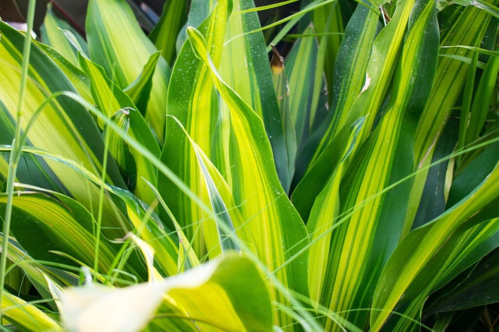 Los beneficios de la planta de la felicidad