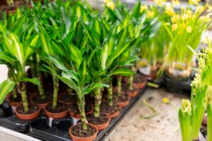 Los beneficios de la planta de la felicidad