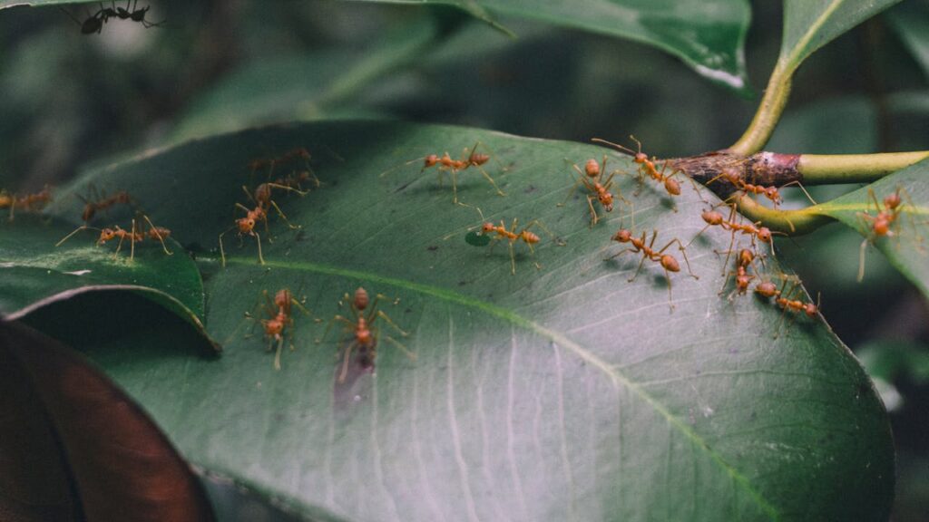 ¿Cómo evitar daños de hormigas en las plantas?