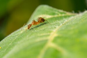 ¿Cómo evitar daños de hormigas en las plantas?