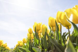 Curiosidades del tulipán que no conoces