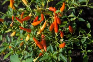 Las propiedades y beneficios de la guindilla más importantes