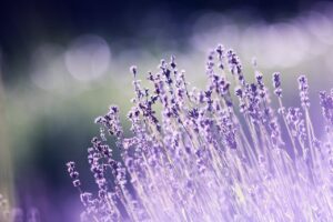 Las propiedades y beneficios de la lavanda
