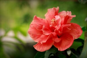 Propiedades y beneficios del hibisco más destacados