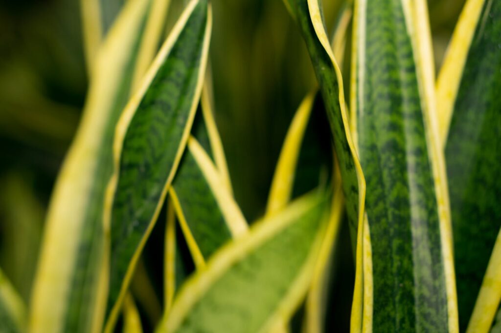 Cuidados lengua de suegra (Sansevieria)
