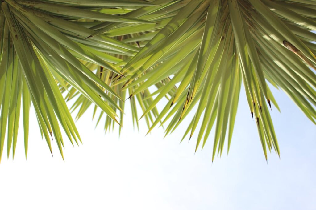 Propiedades y beneficios de la Yucca que no conocías