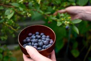 ¿Cómo y cuándo plantar arándanos de forma correcta?