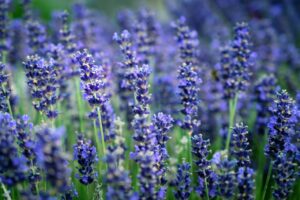 ¿Cómo y cuándo plantar lavanda? Temporada y clima adecuados