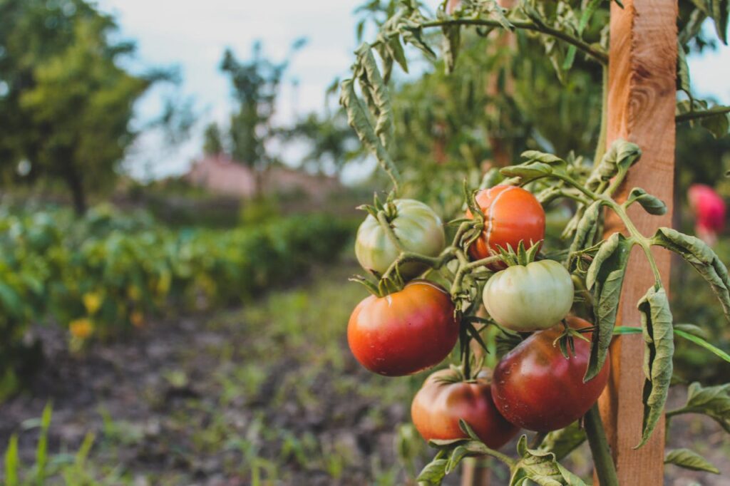 ¿Cuándo plantar tomates? Consejos para un cultivo efectivo