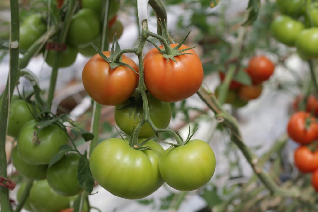 ¿Cuándo plantar tomates? Consejos para un cultivo efectivo
