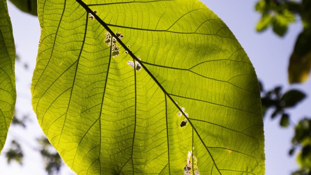 enfermedad antracnosis