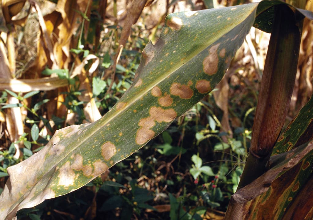 Clorosis
