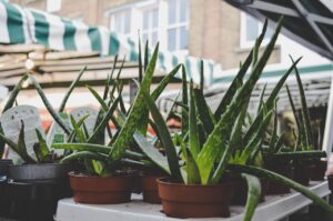 Las sorprendentes propiedades y beneficios del Aloe Vera para la salud