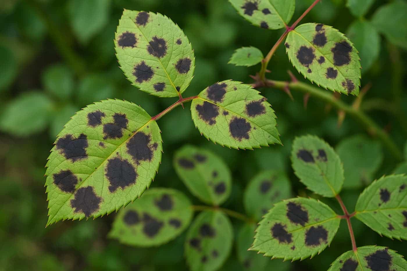 Clorosis Qu Es Como Detectar Y Soluci n Clorosis Qu Es Como Detectar Y Soluci n