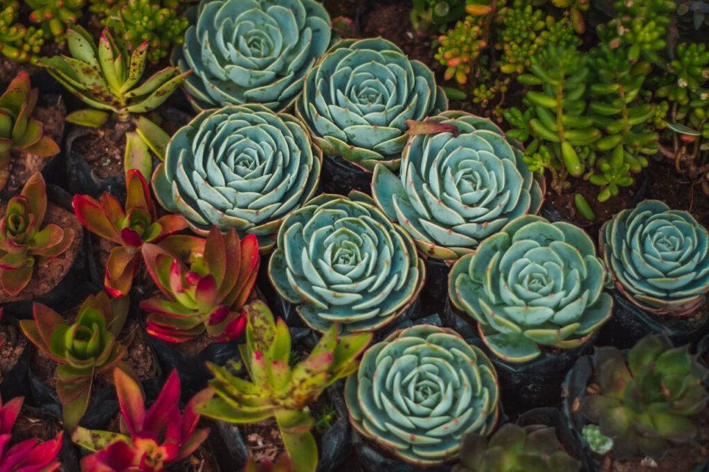 Todo sobre las plantas crasas para tenerlas en casa