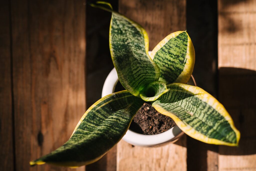 Propiedades y beneficios de la lengua de suegra: cultiva esta planta en casa
