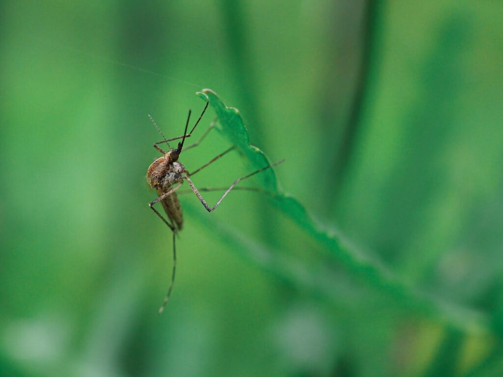 La mejor planta para ahuyentar mosquitos de tu jardín o balcón