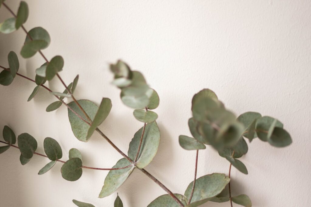 La mejor planta para limpiar los pulmones y mejorar la calidad de vida