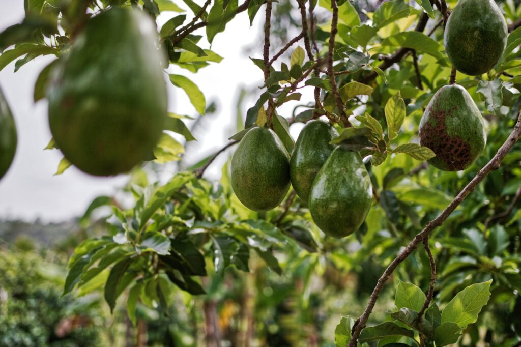 Lo que nadie te contó sobre las propiedades y beneficios del aguacate
