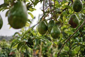 Lo que nadie te contó sobre las propiedades y beneficios del aguacate