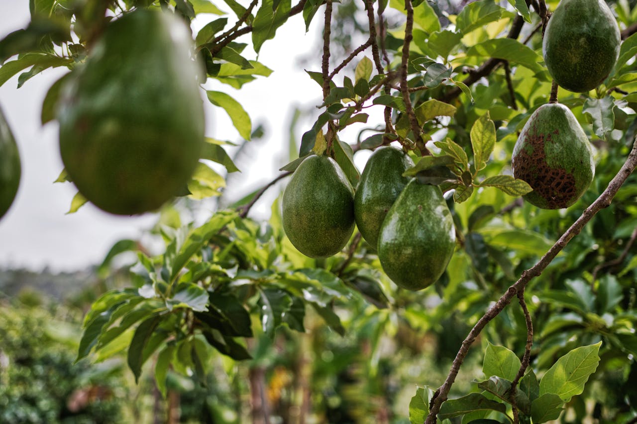 Lo que nadie te contó sobre las propiedades y beneficios del aguacate