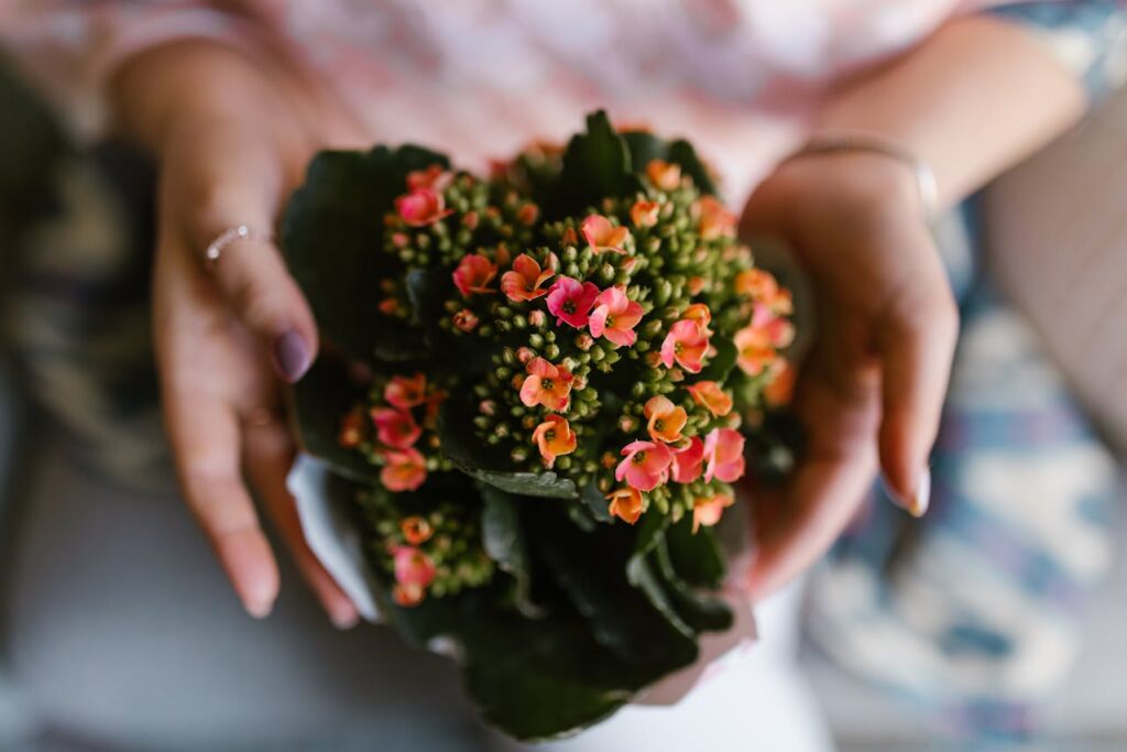 ¿Conoces las propiedades y beneficios del Kalanchoe? Descubre por qué todos hablan de ella
