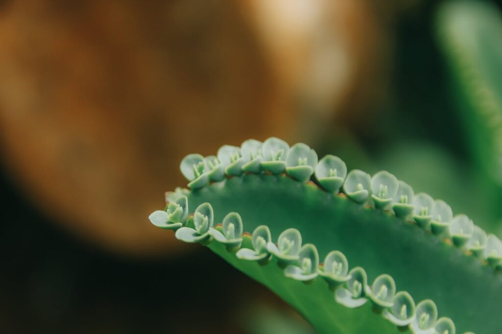¿Conoces las propiedades y beneficios del Kalanchoe? Descubre por qué todos hablan de ella