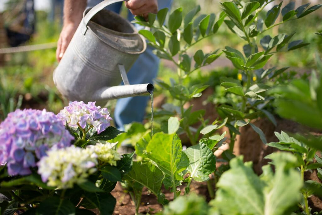 A qué hora es mejor regar las plantas en verano: guía rápida por tipo de planta y maceta