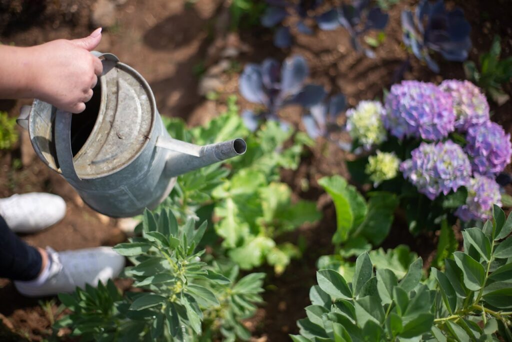 A qué hora es mejor regar las plantas en verano: guía rápida por tipo de planta y maceta