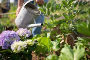 A qué hora es mejor regar las plantas en verano: guía rápida por tipo de planta y maceta