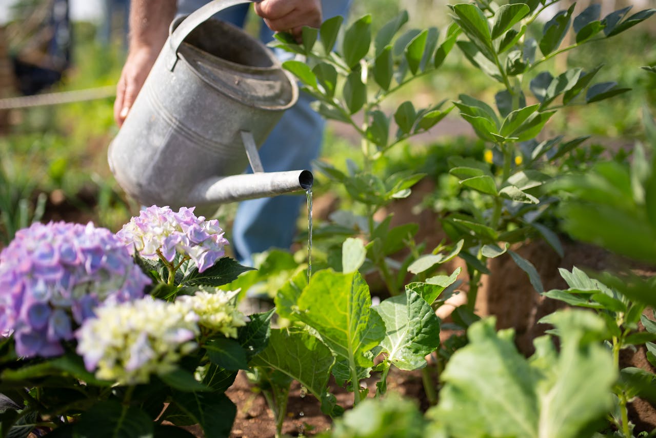 A qué hora es mejor regar las plantas en verano: guía rápida por tipo de planta y maceta