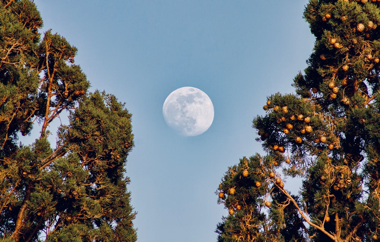 Plantar según la luna es una práctica agrícola que lleva siglos aplicándose y que todavía hoy sigue despertando curiosidad. Por ello, muchos se preguntan con qué luna es mejor plantar, pero la respuesta rápida es que no existe una única luna mejor para sembrar, sino que cada fase lunar favorece distintos tipos de cultivos.