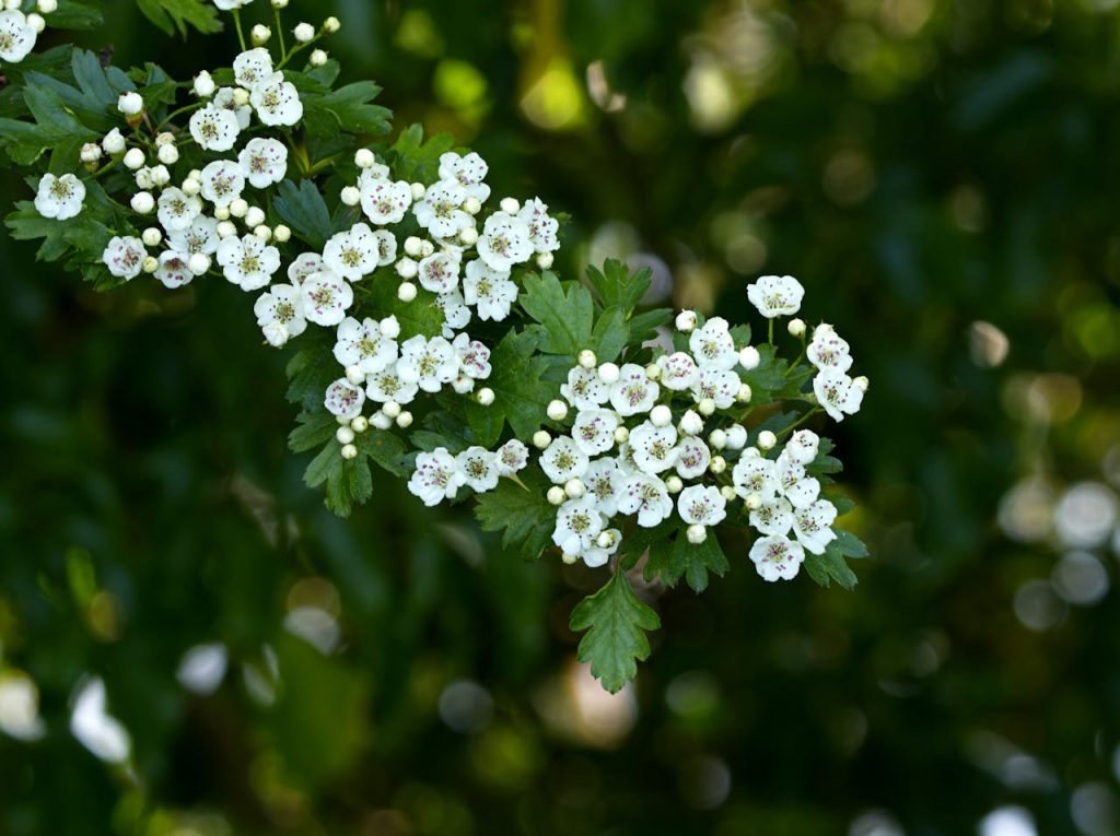 La mejor planta para el corazón y otras infusiones para la salud cardiovascular