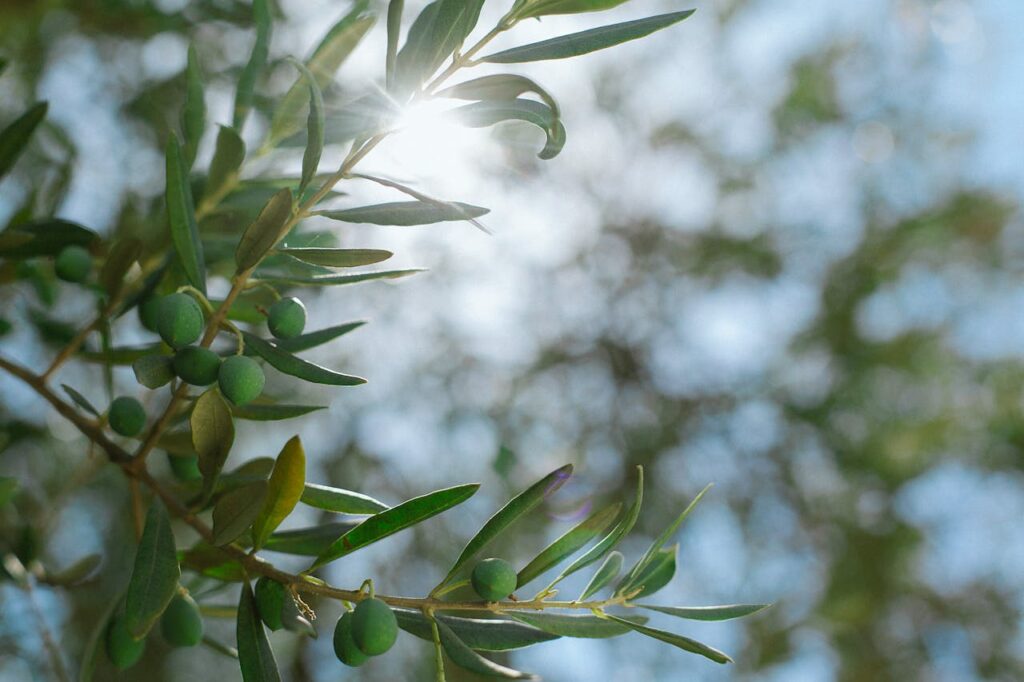 Propiedades de las hojas del olivo: el remedio natural que regula tu tensión y protege tu corazón