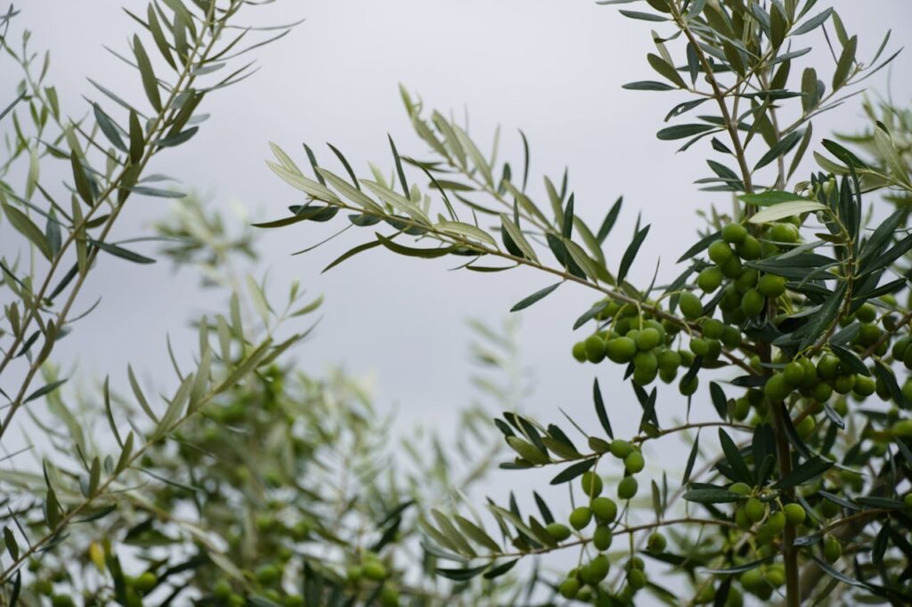 Propiedades de las hojas del olivo: el remedio natural que regula tu tensión y protege tu corazón