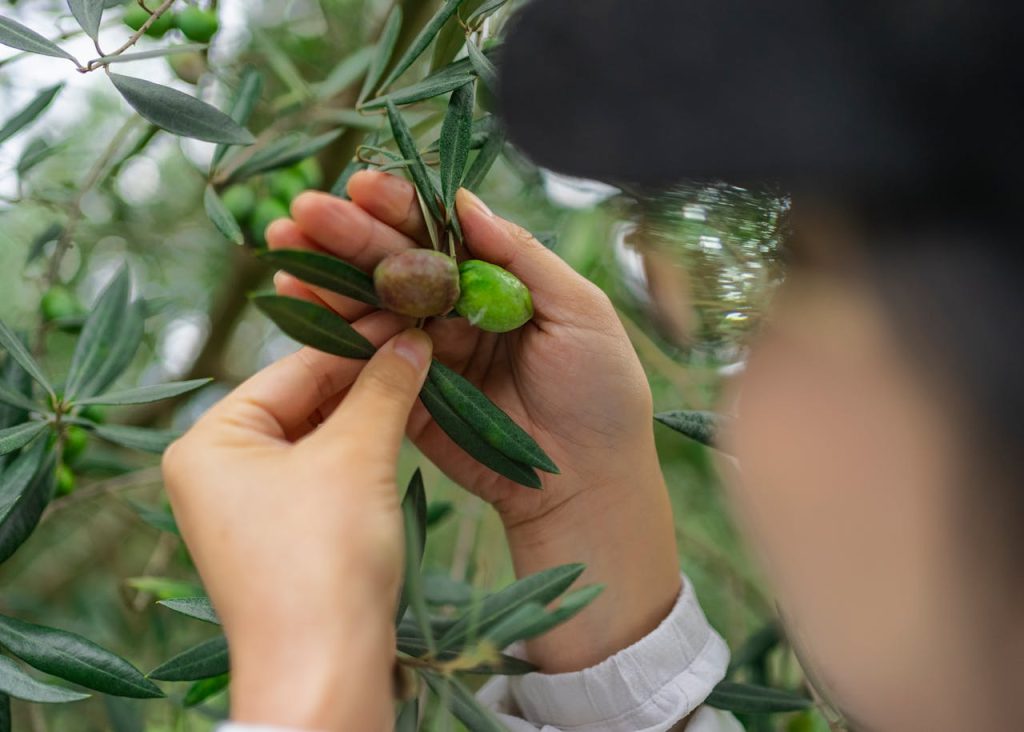 propiedades de las hojas del olivo 