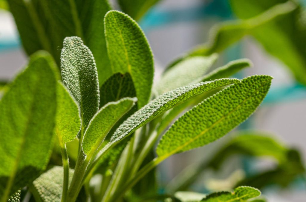 5 beneficios y propiedades de la salvia para tu bienestar que debes conocer