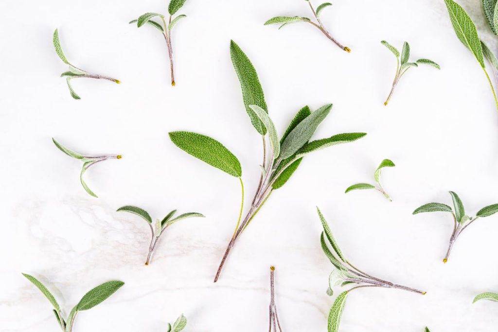 5 beneficios y propiedades de la salvia para tu bienestar que debes conocer