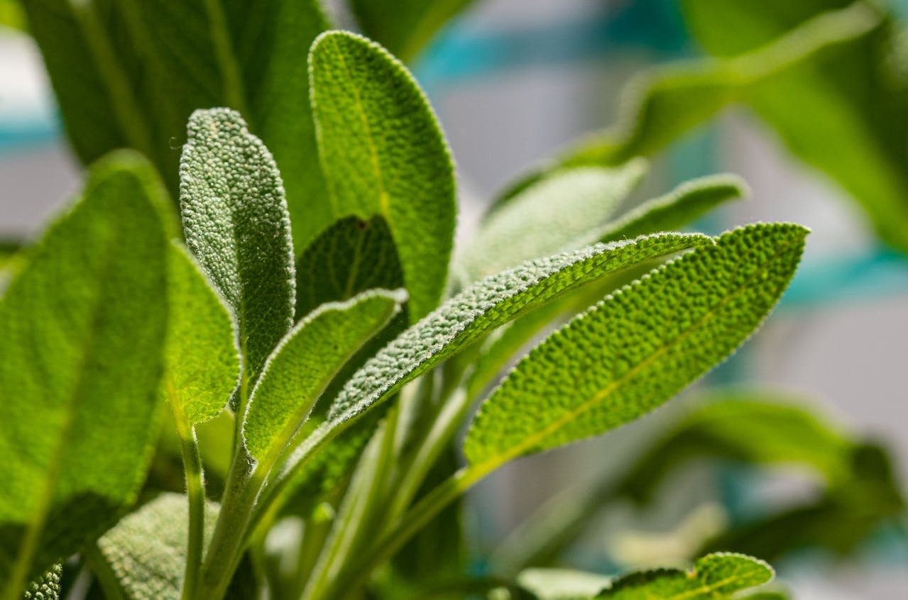 propiedades y beneficios de la salvia 5 beneficios y propiedades de la salvia para tu bienestar que debes conocer