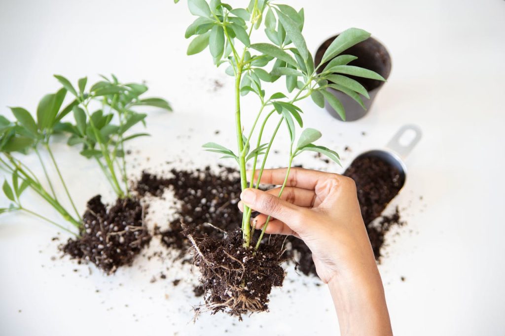 Cómo plantar una planta 1