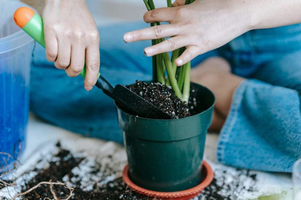 ¿Cómo plantar una planta? Guía completa paso a paso para sembrar