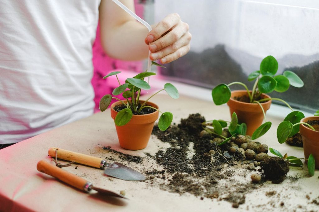 Necesidades plantas